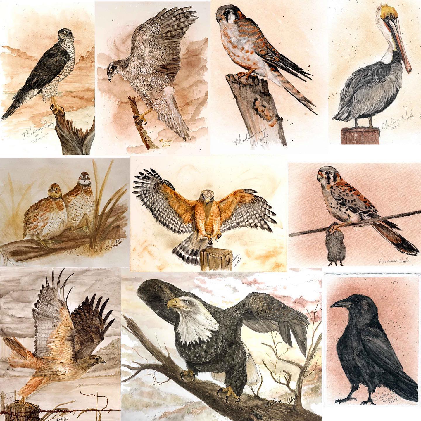 Bird paintings so far by Madison Woods of Wild Ozark.